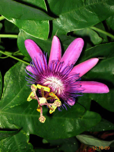 P. amethystina III. X P. loefgrenii Hybride